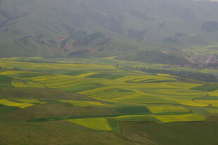 山间油菜田美景