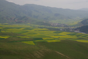 春日田野风光 黄绿相间