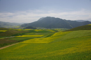 春日山间油菜花海美景