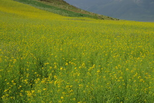 金黄灿烂的油菜花海景观