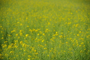 金黄油菜花田美景