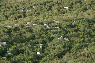 草地上的众多鸟类