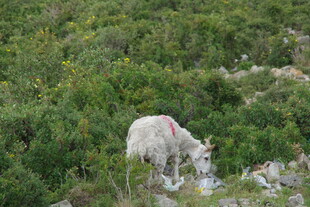 山坡上吃草的白色山羊