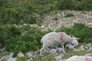 山坡上带红标记的绵羊
