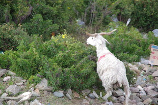 山间白山羊眺望绿植