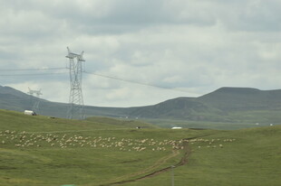 草原上的输电塔与羊群