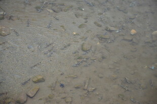 沙滩上的多样贝壳与沙石