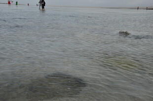 浅滩上的漫步身影