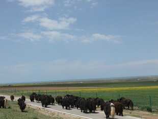 草原牛群与多彩田野风光