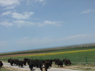 草原上的牛群迁徙景象