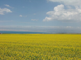 金黄花海 蓝天白云下美景