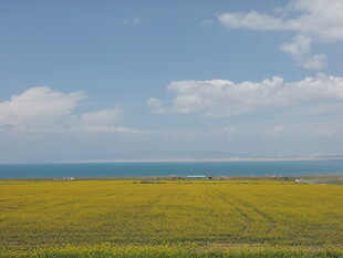 海边金黄田野美丽风光