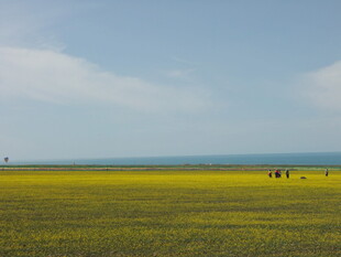 金黄花海中的悠闲景象