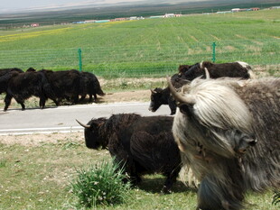 草原牦牛群漫步