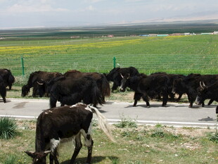 草原上牛群横穿马路
