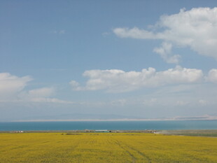 金黄田野与蓝天碧海美景