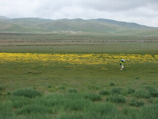 草原花海中的漫步身影