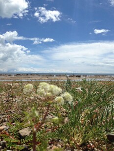 旷野中的蓬勃植物景观