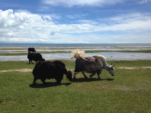 草原上的牦牛悠然吃草