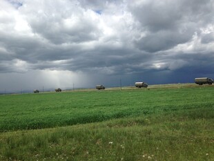 草原上乌云下的牛群