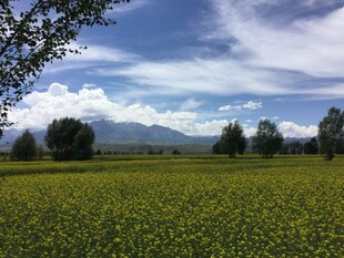 金黄花田伴远山蓝天
