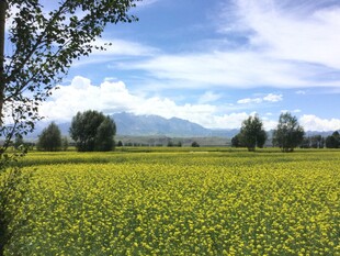 金黄油菜花田与远山美景