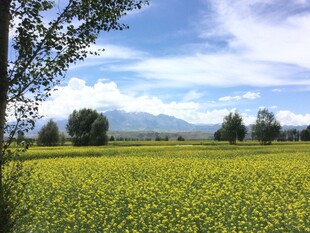 金黄花海与远处山峦美景
