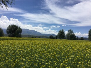 金黄花海与远山蓝天美景