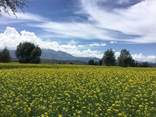 金黄花海与蓝天白云美景