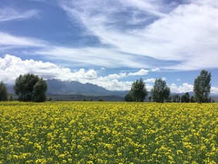 金黄花海与蓝天白云美景