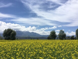 金黄花海与远山蓝天美景