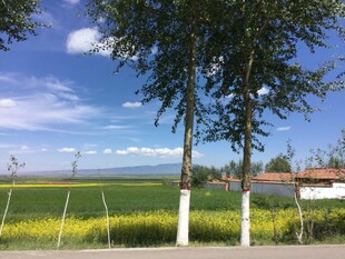 田园风光中的绿树与蓝天