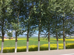 路边绿树与金黄花田美景