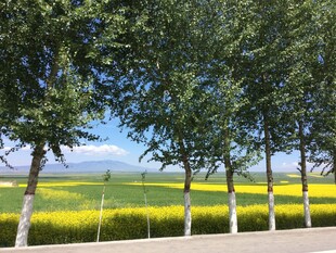 路边绿树与金黄田野风光