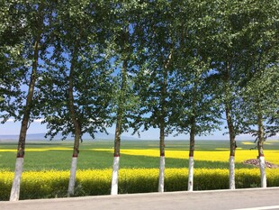 林荫下的金黄田野风光