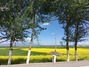 金黄花海间的林荫道路