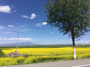 路边黄花绿树风景如画