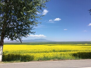 金黄油菜田旁的绿树蓝天