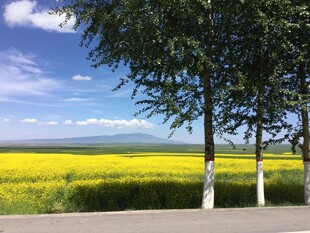 路边黄灿灿的油菜花海