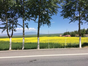 路边金黄油菜花与绿树