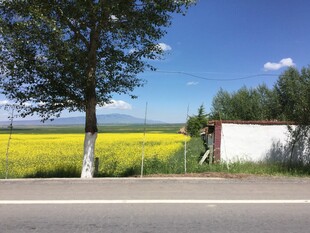 路边金黄花海与绿树