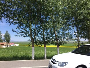 路边绿树旁的白色轿车