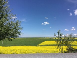 金黄油菜田与蓝天绿树