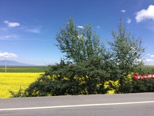 路边绚烂花田与葱郁树木