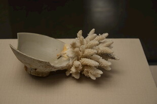 精致贝壳与珊瑚摆件