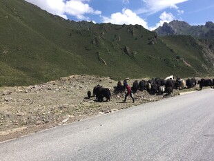 公路上的牦牛群
