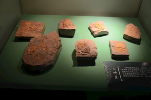 古代陶片文物展示