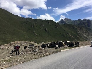 公路旁山间的牲畜群