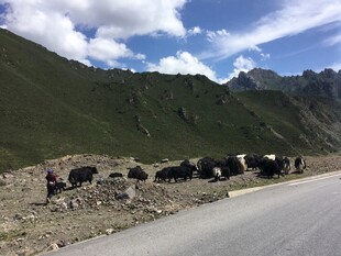 公路旁山坡上的牦牛群