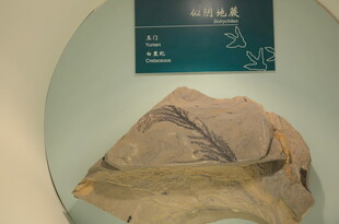 远古植物化石标本展示